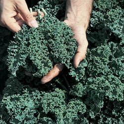 Kale Vates Blue Curled Great Heirloom Vegetable BULK 1 Lb Seeds By Seed Kingdom
