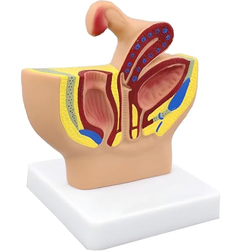 ノーブランド品 女性骨盤矢状断面モデル、1/2実物大の骨盤生殖器系解剖モデル、患者コミュニケーション教育デモ用のPVC素材のサムネイル