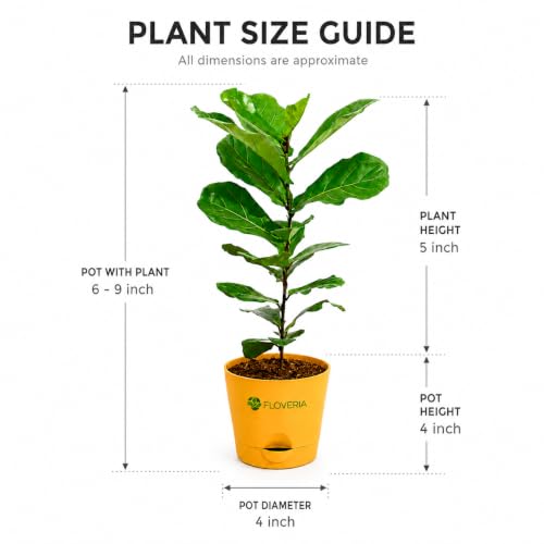 Image of Ficus Lyrata Fiddle Leaf Fig Plant | Live Indoor Plant for Home & Office | Air Purifying Houseplant | Low Maintenance Green Foliage | Decorative Potted Plant for Living Room