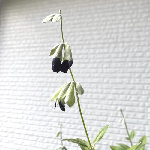 semi di salvia resistente - balcone esterni giardino 1000pcs