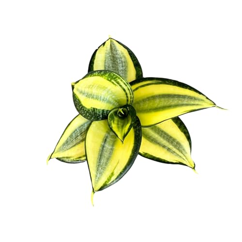Hopewind Plants Shop Snake Plant, Sansevieria, Live Indoor Plant, Easy Care, Air Purifying Plant, 4 inch Pot (Gold Star)