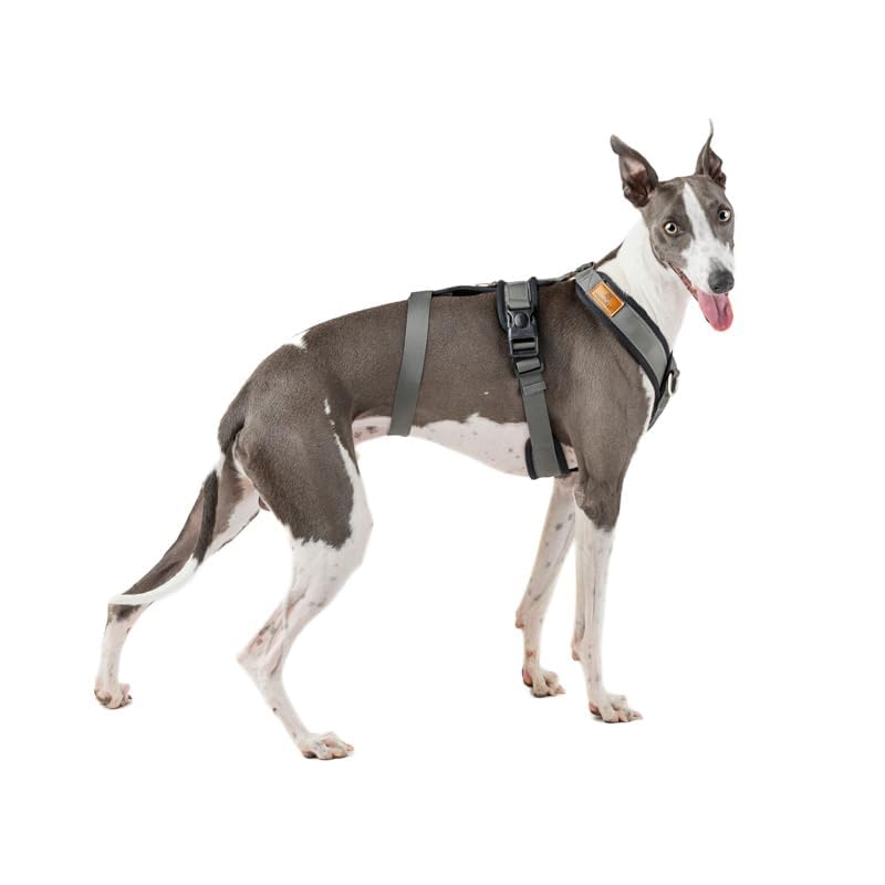 3-Punkt-Gurt, Anti-Ziehen, ideal für Lebreles: Italienischer Windhund, Whippet, Windhund, Podenco - sicher, atmungsaktiv und langlebig, perfekt zum Wandern, Training und Laufen, Anthrazit, M