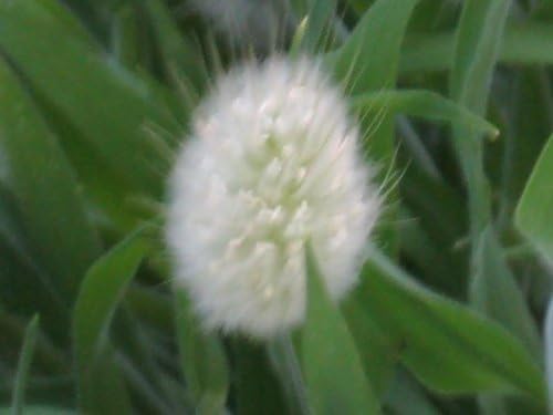 Miniatura 5 de 100 CONEJITOS COLETAS HIERBA (cola de liebres) Semillas ornamentales de Lagurus Ovatus