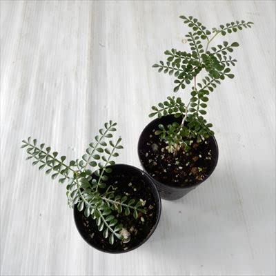 オペルクリカリア　パキプス オペルクリカリア・パキプス【GOODDAYS/white鉢セット】 | GOOD DAYS