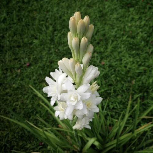 Image of Rajnigandha Tuberose Flower Bulbs, White Night Fragrant Blooms, Pack of 10 Healthy Bulbs, Easy Grow for Balcony Terrace Home Garden