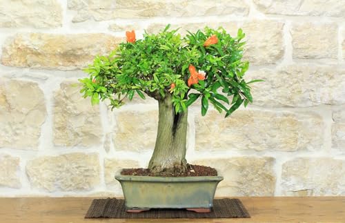  Bonsai di Melograno (147)