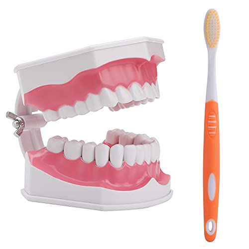 LVCHEN 2 Times Teeth Model with Toothbrush - Dental Large Teeth Model Kids Dental Teaching Study Brushing Tooth Model with Removable Lower Teeth for Students