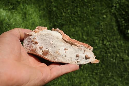 Image of Ammonites & Gastropods Plate Cretaceous Fossils Fossils from Morocco Fossil Rock ammonites Fossil from Morocco A196