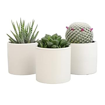 best low light succulents