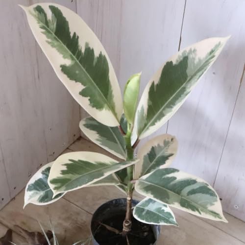 ?tBJX?eBPl?S̖?ϗtA?