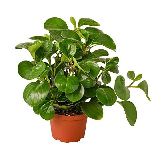 Peperomia Thailand - Perfect Desk Plant