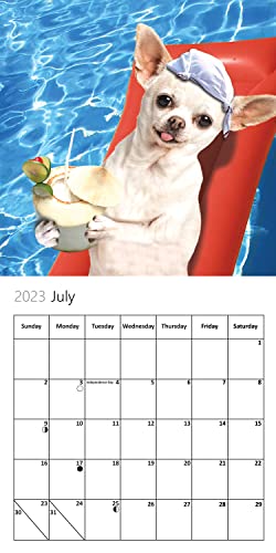 Fun Chihuahuas Dog Wall Calendar 2023 - Large Family Planner & Daily Organiser With Monthly Chihuahua Image - Dog Lover Gift, Christmas Stocking Filler & Slim Design 2023 Wall Planner #TOP2