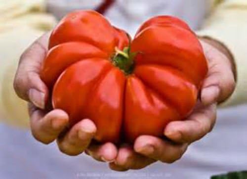 CSNCH 20 Seeds of Costoluto Genovese Tomato Seeds! Heirloom with Unique Shape!