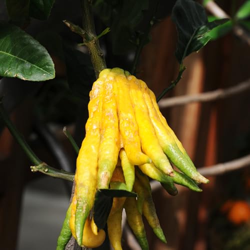 Semillas de limón de la mano de Buda - Planta de cítricos exóticos - Semillas de bergamota - de jardín, plantas de jardín jardín decorativo, fácil de plantar Las plantas de 150pcs