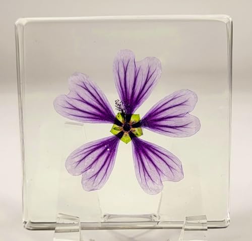 Image of 2.9 inch Real Purple Common Mallow Malva Sylvestris Flower in Crystal Clear Lucite Resin Paperweight Specimen Botanist Herb Herbarium Crafts Collection for Botany Science Education & Desk Ornament Display