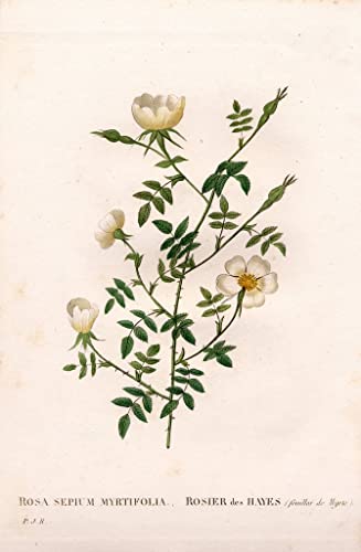 Poster sur toile Rose haie myrte Rosa Pierre Joseph Redoute SERENDIPITP