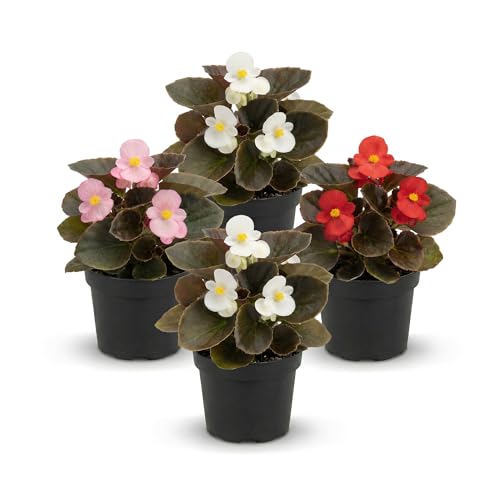 Live Begonia - Dark Leaf Assorted (4 Per Pack), Beautiful Shade Annual, Ships 8' Tall by 4' Wide in 1 Pt Pot