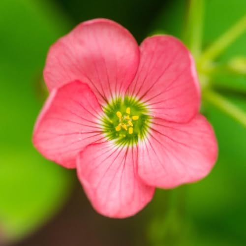 Live Green Oxalis Imported Flower Bulbs Easy To Grow In Own Garden (Iron Cross 3pcs)