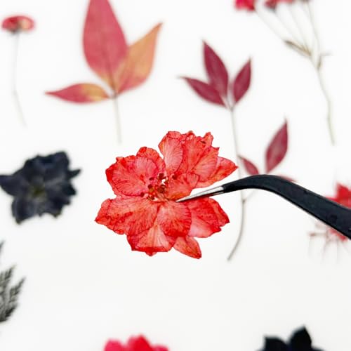 Flores secas prensadas Cayway 64 unidades rojo negro miniatura 4