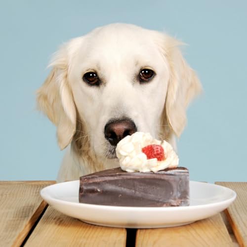 Page de couverture de Intoxication du chien : pourquoi il ne faut pas toujours le faire vomir