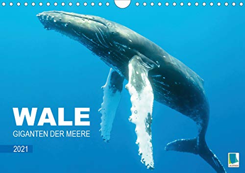 Preisvergleich Produktbild Wale: Giganten der Meere (Wandkalender 2021 DIN A4 quer)