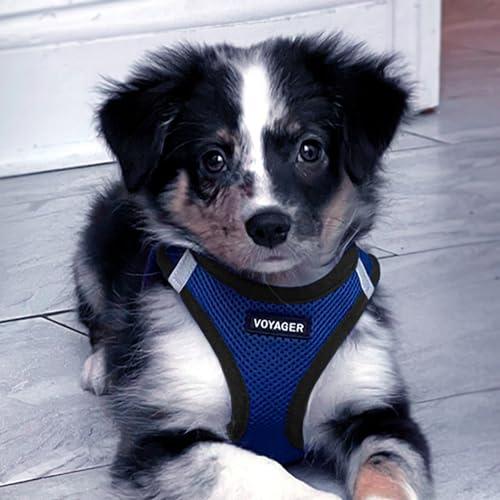 Image of Best Pet Supplies Voyager Step-in Air Dog Harness - All Weather Mesh Step in Vest Harness for Small and Medium Dogs Royal Blue Base, XXXS (Chest: 10-11.5 inch)