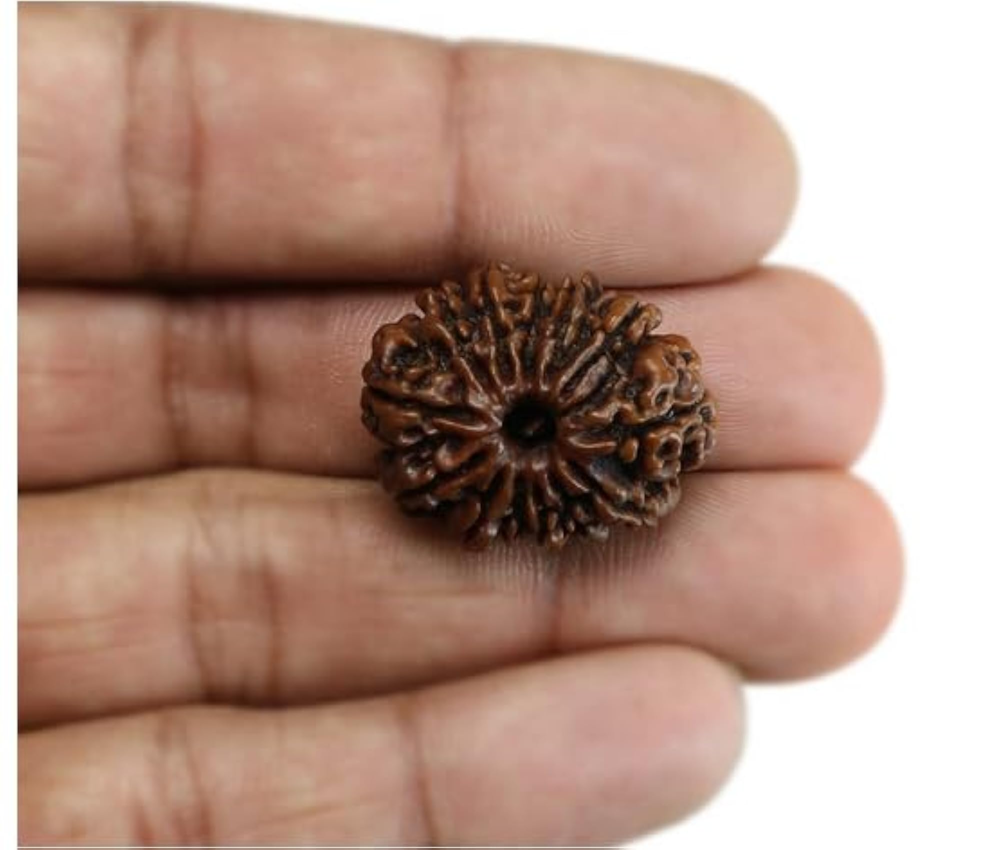 Thirteen Face Rudraksha Nepali Beads, IGL Certified Pendant
