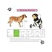 Dog Wheelchair for Front Legs 4-Wheeled, Adjustable Dog Carts with Wheels, Lightweight Pet Wheel Chair with Front Limb Walking Mobility Aids for Doggy Leg Brace Hip Support Legs Weak Pet(Small)