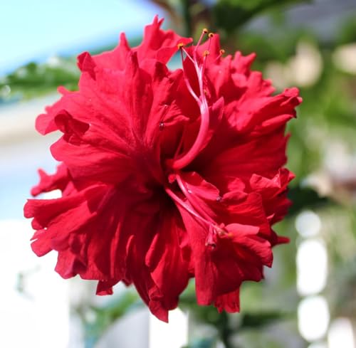 Image of Double Petal Red Hibiscus Flower Live Plant | Most Beautiful Indian Plant | Panch Mukhi Red Hibiscus for Pooja | Home Gardening Outdoor & Indoor Planting |(Without Pot)