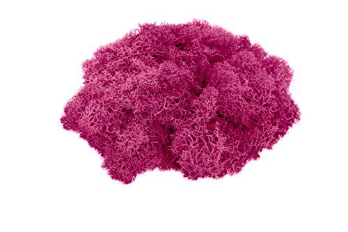Reindeer Moss Preserved | Pink Colored Moss | 2 Ounces of Pink Moss for Fairy Gardens, Terrariums and Any Craft or Floral Project | Plus Free Nautical eBook by Joseph Rains