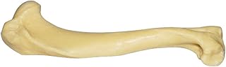 Dog Humerus Model - Medical Anatomical Canine Dog Humerus Model - Animal Skeleton Bone Anatomy Model - for Orthopedic Surgery Demonstration Practice Teaching Medical Model
