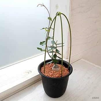 Amazon｜フォッケア：エデュリス 火星人 3号鉢植え**｜観葉植物