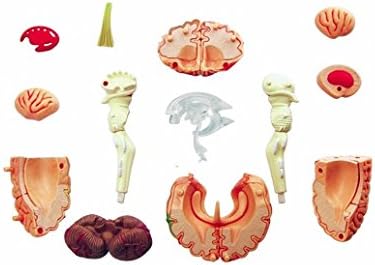 Miniatura 3 de Modelo de anatomía cerebral humano construye el tuyo propio