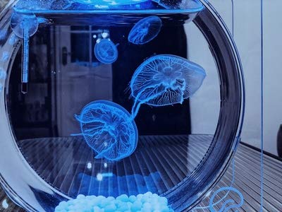 Amazon | JAEDO クラゲ専用水槽 16種類のLEDモード クラゲに Amazon | JAEDO クラゲ専用水槽 16種類のLEDモード クラゲに