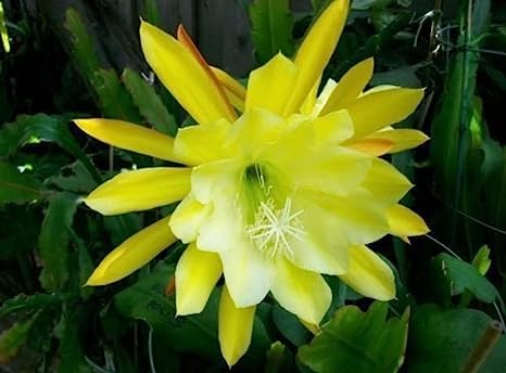 See full amazon price history chart for Matri Bhumi Yellow Night Queen, Brahmakamal Flower Healthy Live Plant With Grow bag Healthy plant pack of 1. Matri Bhumi Yellow Night Queen, Brahmakamal Flower Healthy Live Plant With Grow bag Healthy plant pack of 1. (B0CC76Z9J6) Amazon Price History, Amazon Price Tracker
