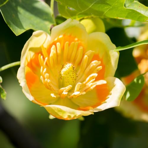 Live Tulip Poplar Tree in Quart Pot, Yellow Poplar with Tulip-Shaped Flowers, Dormant in Winter