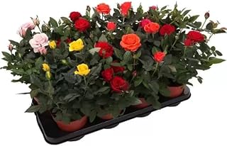 Terre di Romagna - Rosas en maceta, plantas verdaderas perfumadas, colores surtidos, maceta 12 cm