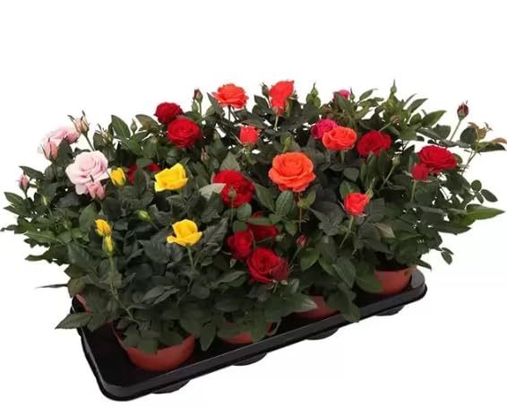 Terre di Romagna - Rosas en maceta, plantas verdaderas perfumadas, colores surtidos, maceta 12 cm