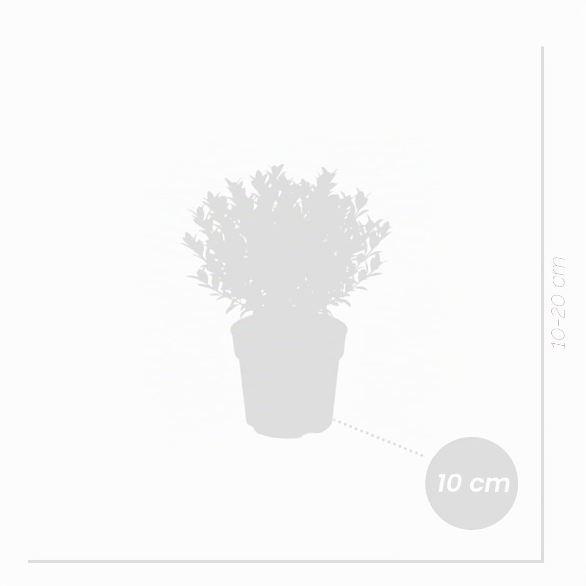 Bloomique - Set di 3 - Ilex Crenata Jenny - Agrifoglio giapponese - Gaultheria - Resistente - Piante da balcone - Altezza 10-20 cm - Vaso 10 cm
