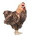 Hansa Hen Plush, Brown