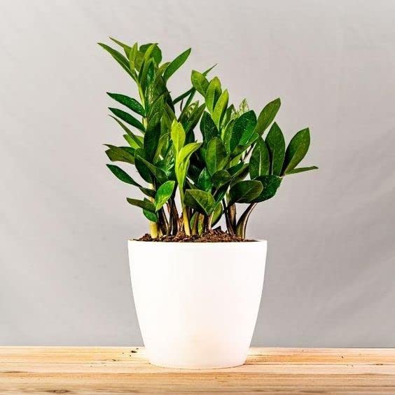 Parasbag Gardening® Zamia ZZ GREEN Indoor Air Purifying Plant with Plastic Pot (Zamioculcas