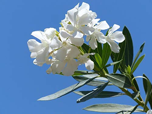 Oleanderdünger 3Kg für Garten und Balkon