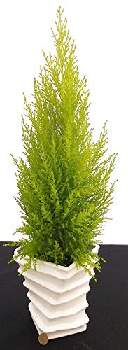 POWERS TO FLOWERS - CIPRESSO WILMA IN VASO CERAMICA A SPIRALE BIANCO, pianta vera