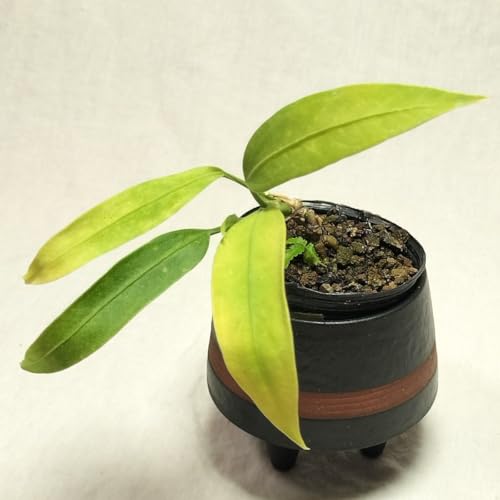 �A���X���E�� �r�b�^���t�H���E�� Anthurium Vittarifolium ���� AB05