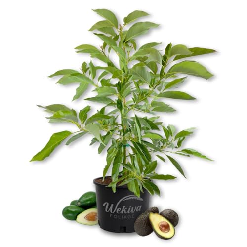 Tonnage Avocado Tree - Grafted - Live Plant in a 3 Gallon Growers Pot - Persea Americana - Beautiful Edible Fruit Bearing Tree for Patio and Garden
