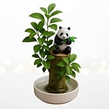 Lucky Money Desktop Tree with Water Tray and Panda Figurine - Living Valentine's Gift Lucky Willow Wood - Desk, Counter Top or Window - Brings Luck and Joy to Your Office or Home