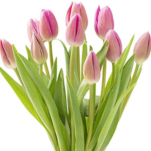 Farm2Door BKE Tulips, Pink Premium, 10 Count