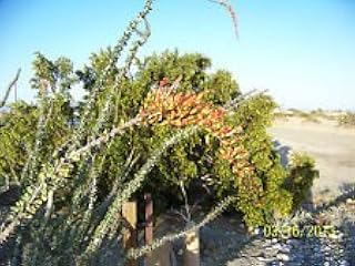 15 Seeds, ICotillo, Splendens Fouquieria, of Giacobbe of Lives, Rare Desert Cactus: Only Seeds