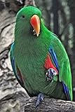 Male Eclectus Parrot Eating - Lined Journal Notebook - 6x9 - 160 Pages