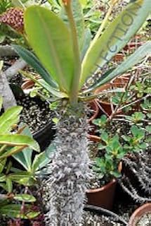 Seeds Rare Euphorbia pachypodioides @ Exotic Succulent Cactus Cactus Seeds of Seedss 5 Seeds: Only Seeds